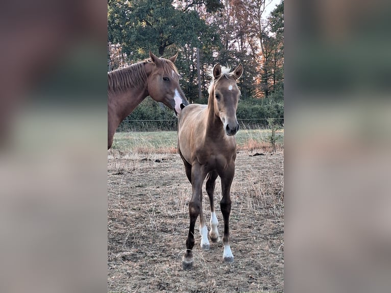 American Quarter Horse Stallion Foal (04/2026) Palomino in Sulz am Neckar