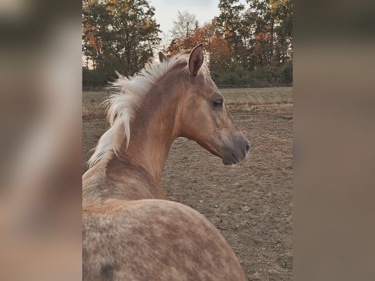 American Quarter Horse Stallion Foal (04/2026) Palomino in Sulz am Neckar