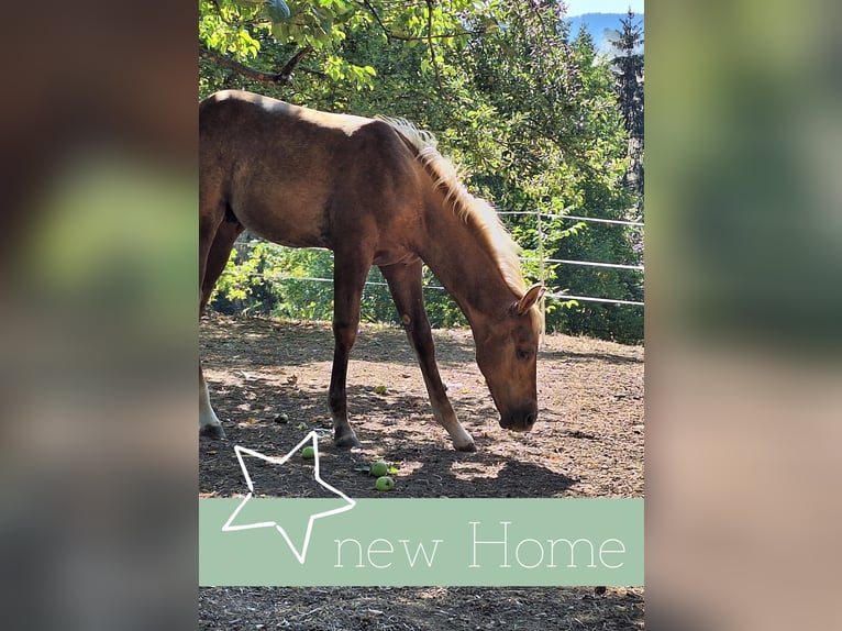 American Quarter Horse Stallion Foal (04/2026) Palomino in Sulz am Neckar