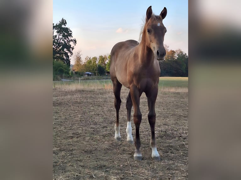 American Quarter Horse Stallion Foal (04/2026) Palomino in Sulz am Neckar