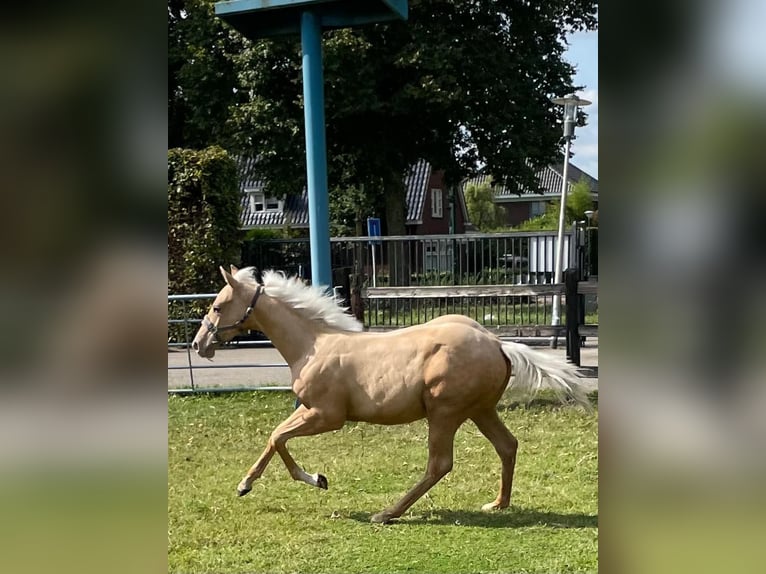 American Quarter Horse Stallion Foal (03/2024) Palomino in Vorstenbosch