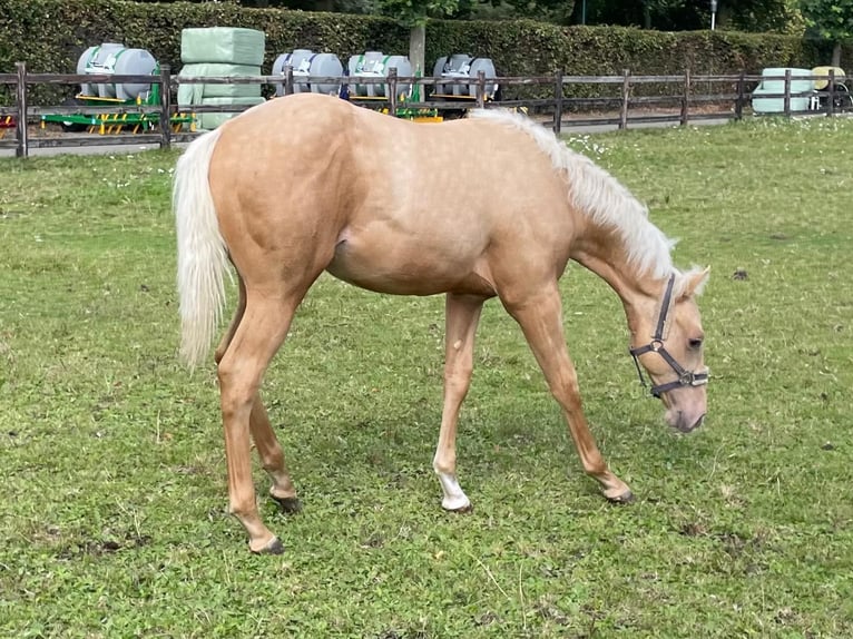 American Quarter Horse Stallion Foal (03/2024) Palomino in Vorstenbosch