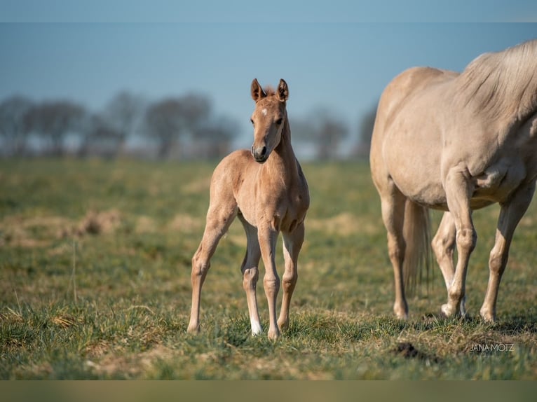 American Quarter Horse Stallion  Palomino in Schermbeck