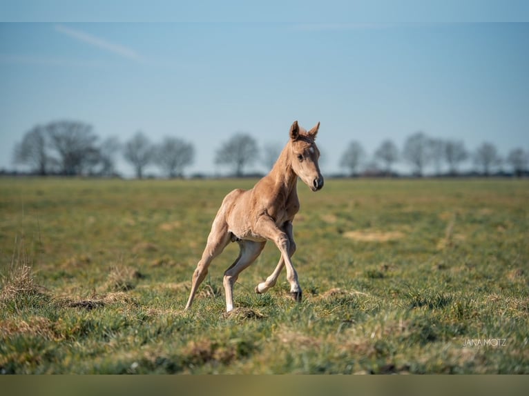 American Quarter Horse Stallion  Palomino in Schermbeck