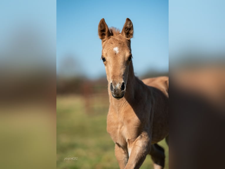American Quarter Horse Stallion  Palomino in Schermbeck