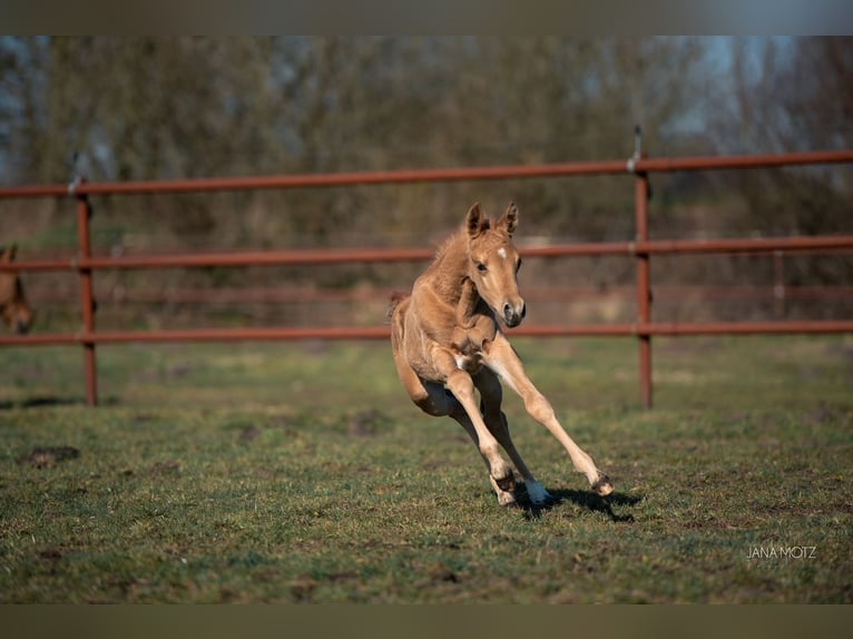American Quarter Horse Stallion  Palomino in Schermbeck