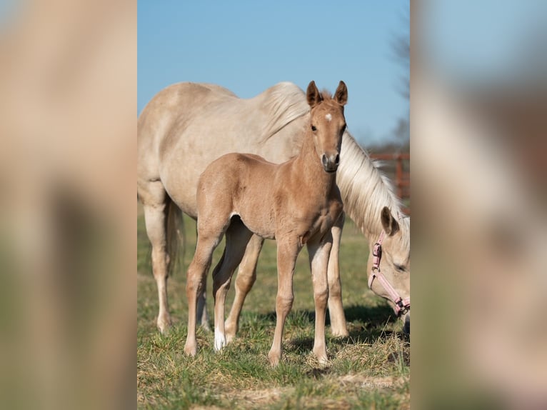 American Quarter Horse Stallion  Palomino in Schermbeck