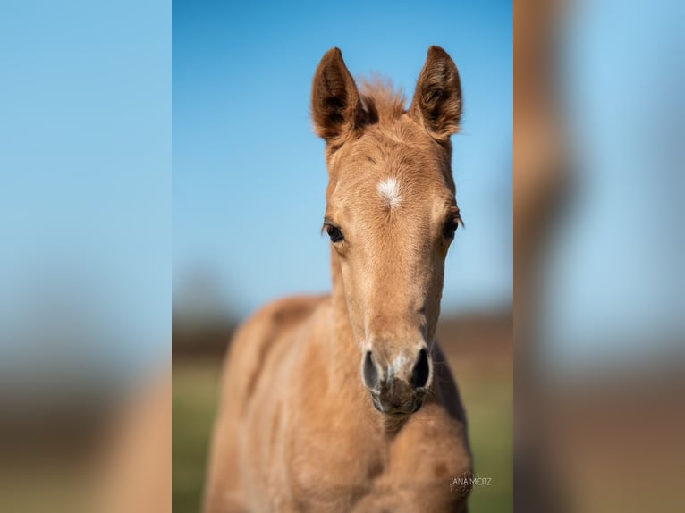 American Quarter Horse Stallion  Palomino in Schermbeck