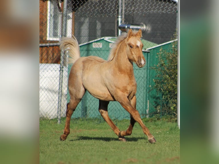 American Quarter Horse Stallion Foal (05/2025) Palomino in Greifenstein