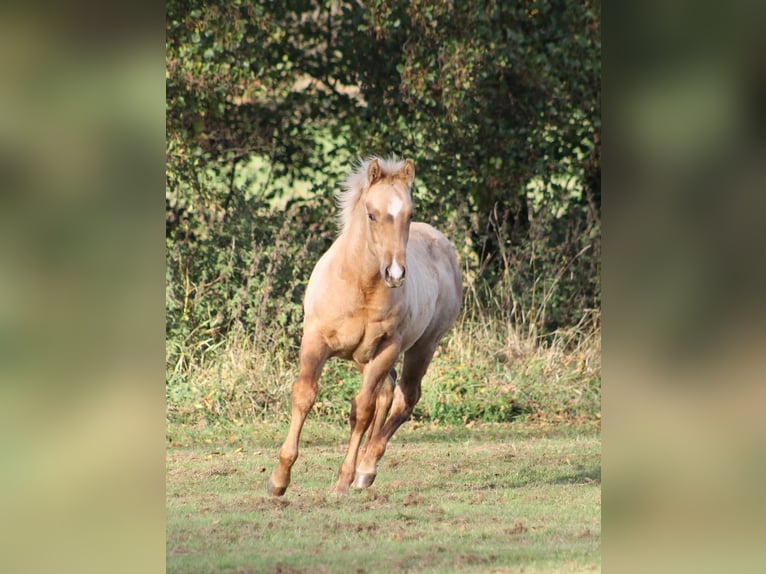 American Quarter Horse Stallion Foal (05/2025) Palomino in Greifenstein
