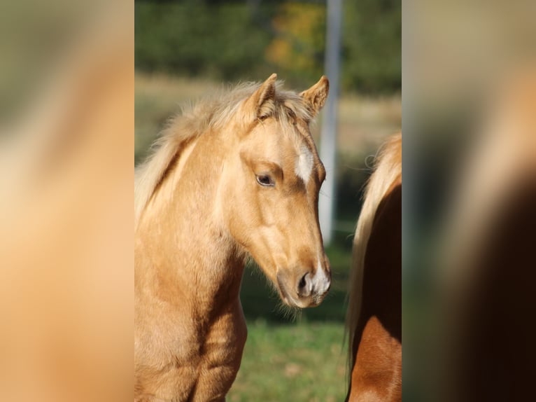 American Quarter Horse Stallion Foal (05/2025) Palomino in Greifenstein