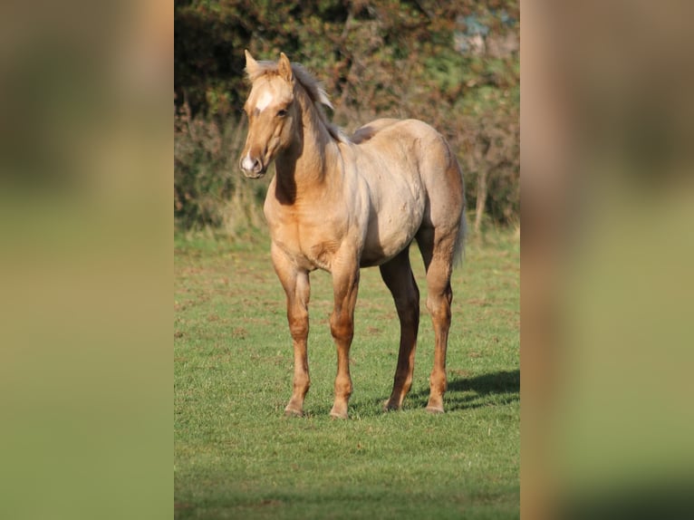 American Quarter Horse Stallion Foal (05/2025) Palomino in Greifenstein