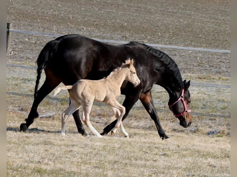 American Quarter Horse Stallion  Palomino in Schlammersdorf