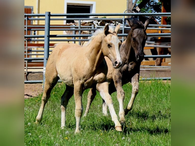 American Quarter Horse Stallion Foal (01/2024) Palomino in Schlammersdorf-Moos