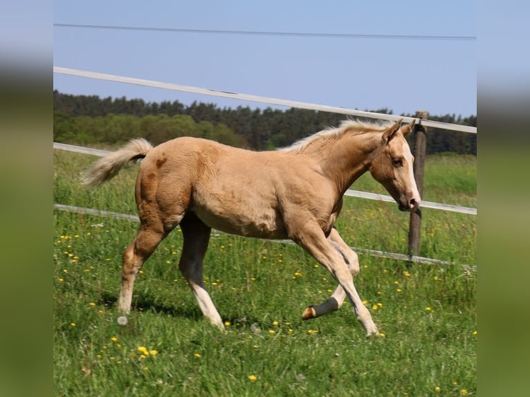 American Quarter Horse Stallion Foal (01/2024) Palomino in Schlammersdorf-Moos