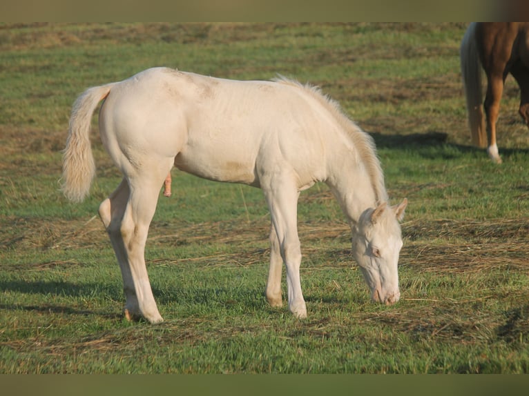 American Quarter Horse Stallion Foal (01/2025) Pearl in Haigerloch