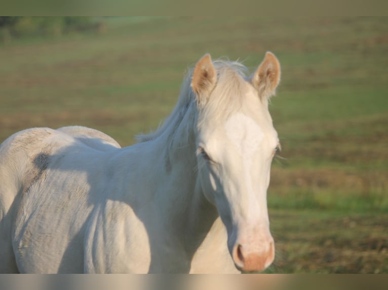 American Quarter Horse Stallion Foal (01/2025) Pearl in Haigerloch