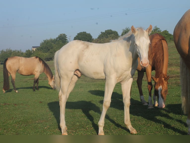 American Quarter Horse Stallion Foal (01/2025) Pearl in Haigerloch
