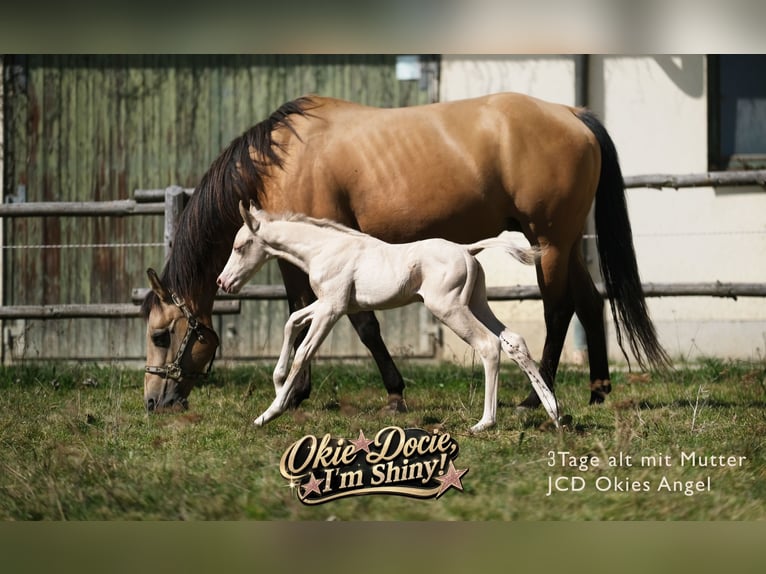 American Quarter Horse Stallion Foal (04/2026) Perlino in Kösching