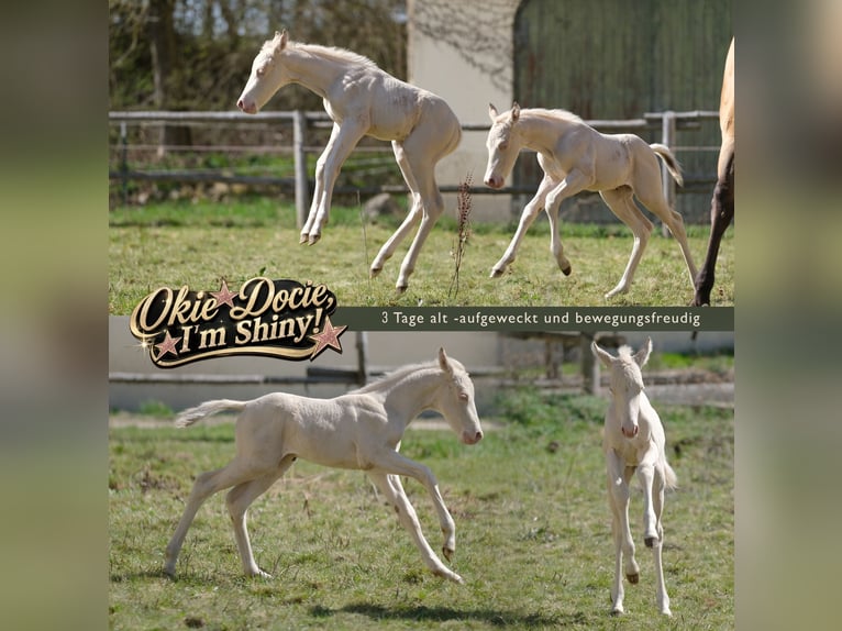 American Quarter Horse Stallion Foal (04/2026) Perlino in Kösching