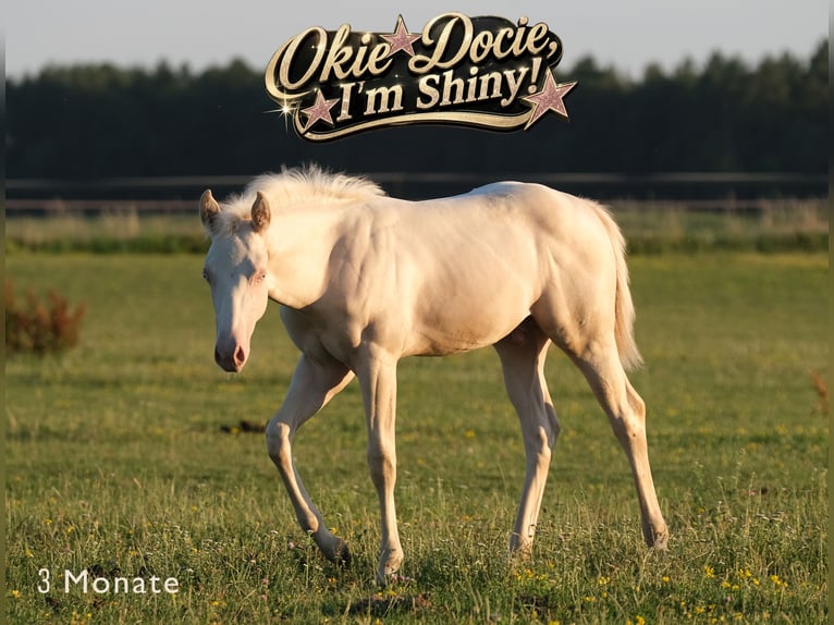 American Quarter Horse Stallion Foal (04/2026) Perlino in Kösching