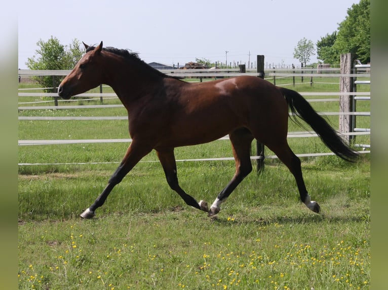 American Quarter Horse Stallion Foal (02/2026)  in Pöttsching