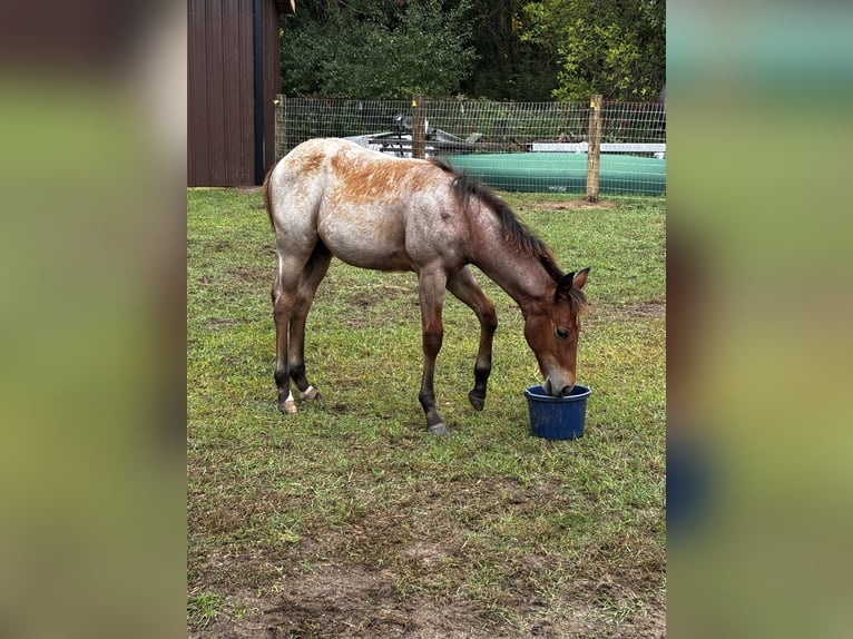 American Quarter Horse Stallion Foal (05/2026)  in Anoka