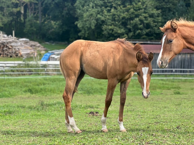 American Quarter Horse Stallion Foal (04/2024) Red Dun in Ingolstadt