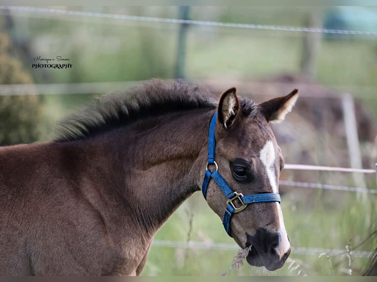 American Quarter Horse Stallion Foal (03/2025) in K&#xF6;nigslutter am Elm