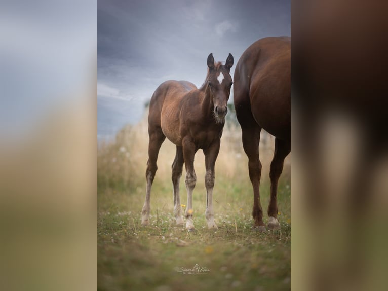 American Quarter Horse Stallion Foal (03/2025) in Altenkirchen