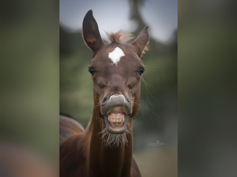 American Quarter Horse Stallion Foal (03/2025) in Altenkirchen