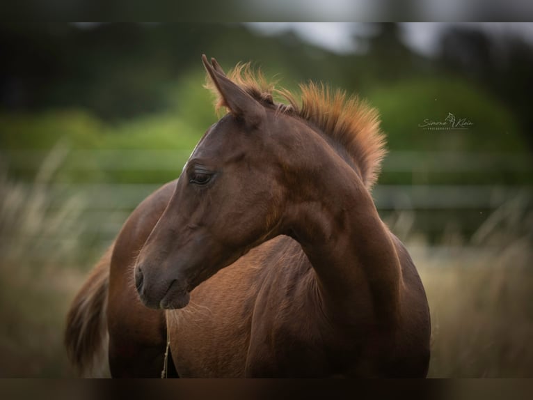 American Quarter Horse Stallion Foal (03/2025) in Altenkirchen