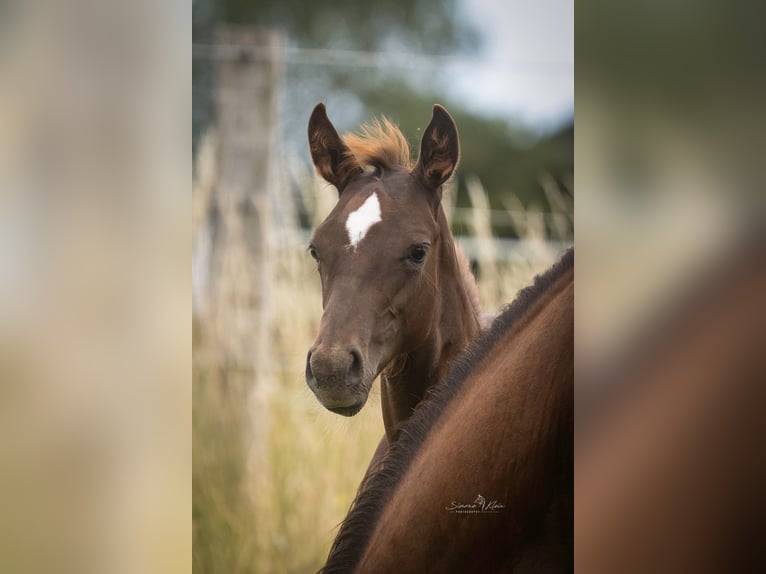 American Quarter Horse Stallion Foal (03/2025) in Altenkirchen