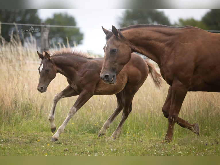 American Quarter Horse Stallion Foal (03/2025) in Altenkirchen