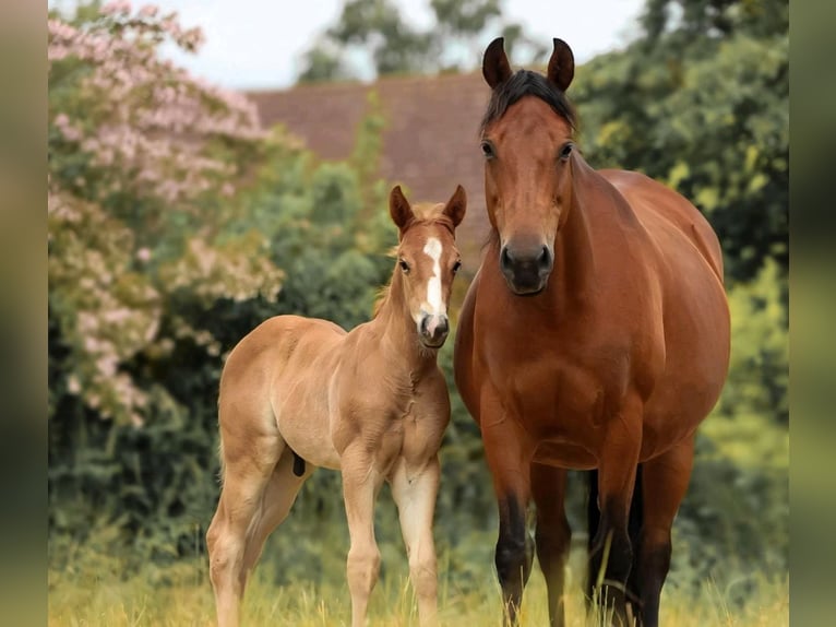 American Quarter Horse Stallion Foal (04/2025) in Salzgitter