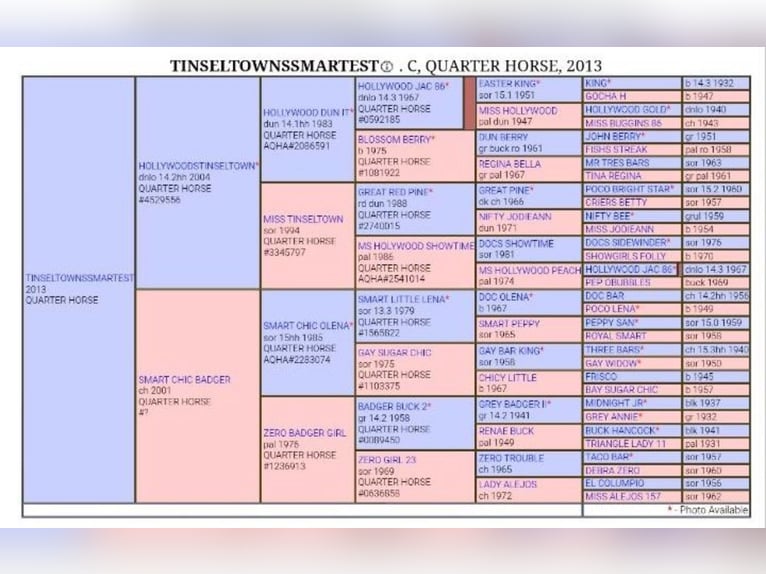 American Quarter Horse Stallion Foal (04/2025) in Salzgitter
