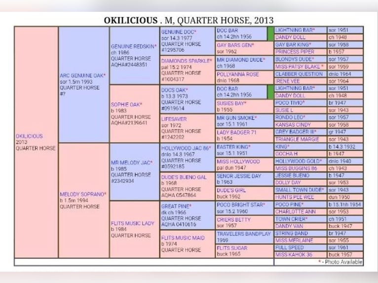 American Quarter Horse Stallion Foal (04/2025) in Salzgitter
