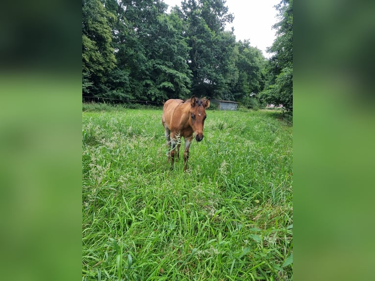 American Quarter Horse Stallion Foal (04/2025) Roan-Bay in Alt Duvenstedt