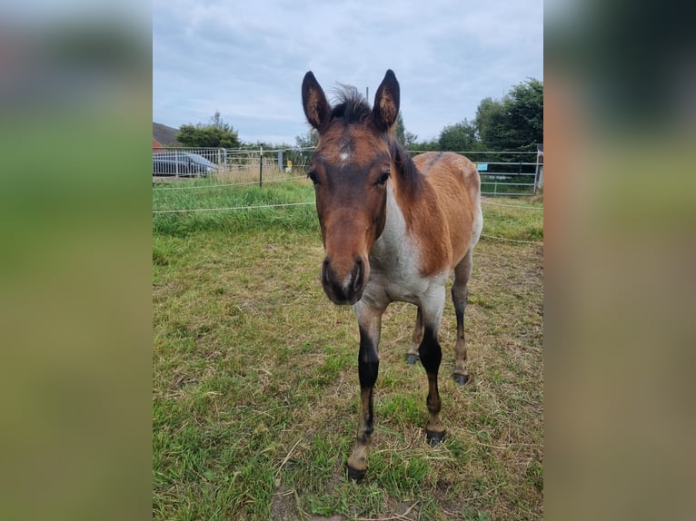 American Quarter Horse Stallion Foal (04/2025) Roan-Bay in Alt Duvenstedt