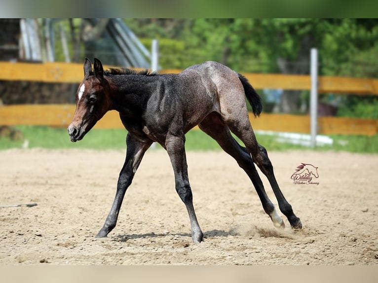 American Quarter Horse Stallion Foal (05/2026) Roan-Bay in Delitzsch