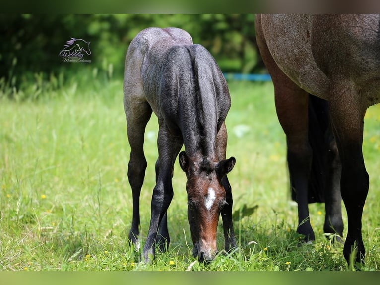 American Quarter Horse Stallion Foal (05/2026) Roan-Bay in Delitzsch