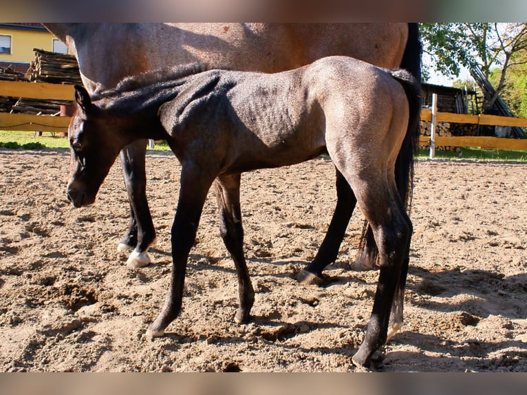 American Quarter Horse Stallion Foal (05/2026) Roan-Bay in Delitzsch