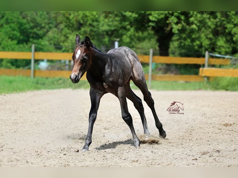 American Quarter Horse Stallion Foal (05/2026) Roan-Bay in Delitzsch