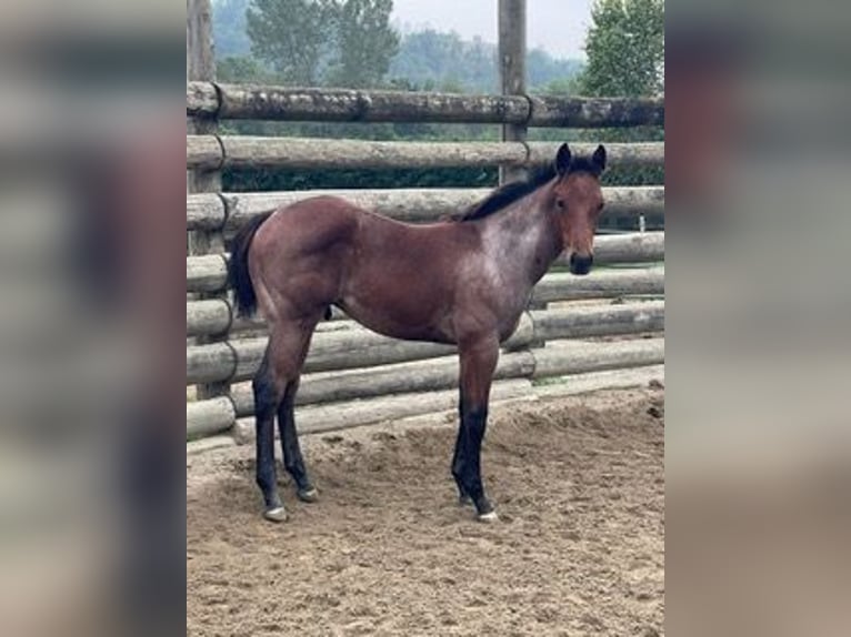 American Quarter Horse Stallion  Roan-Bay in Asti