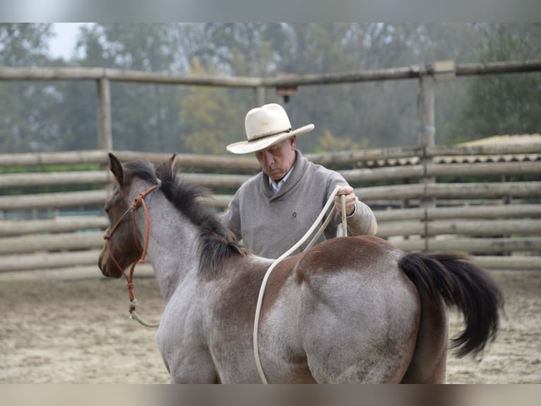 American Quarter Horse Stallion  Roan-Bay in Asti