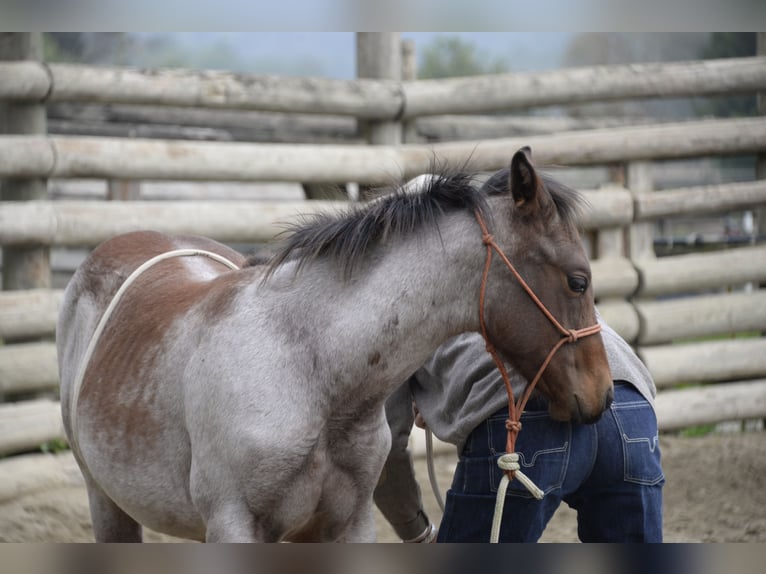 American Quarter Horse Stallion  Roan-Bay in Asti