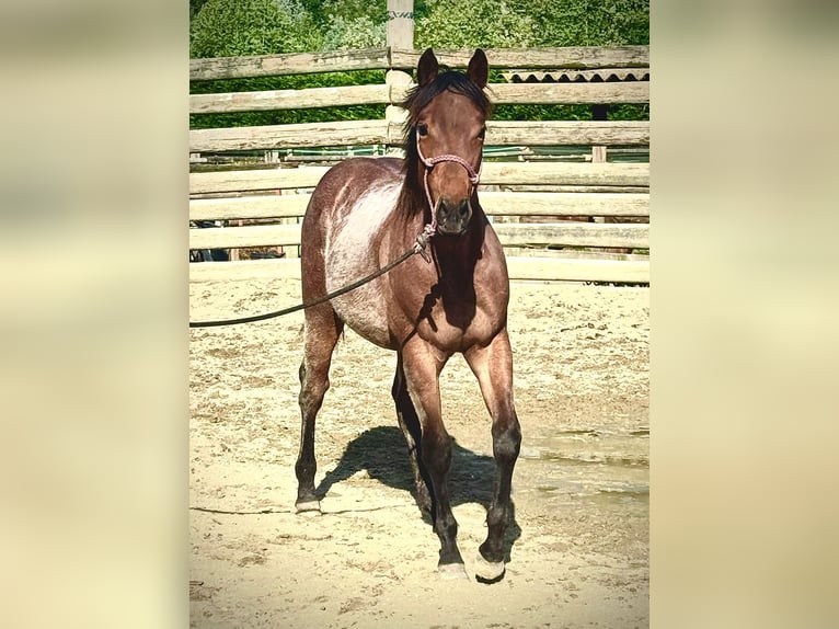 American Quarter Horse Stallion  Roan-Bay in Asti