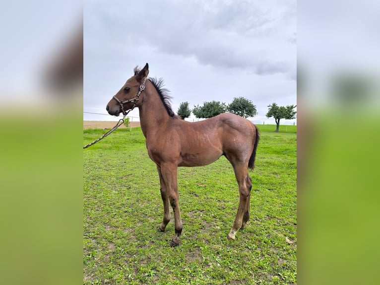 American Quarter Horse Stallion Foal (05/2025) Roan-Bay in Poci&#x119;karb