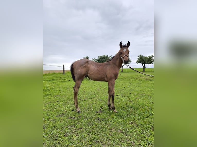 American Quarter Horse Stallion Foal (05/2025) Roan-Bay in Poci&#x119;karb