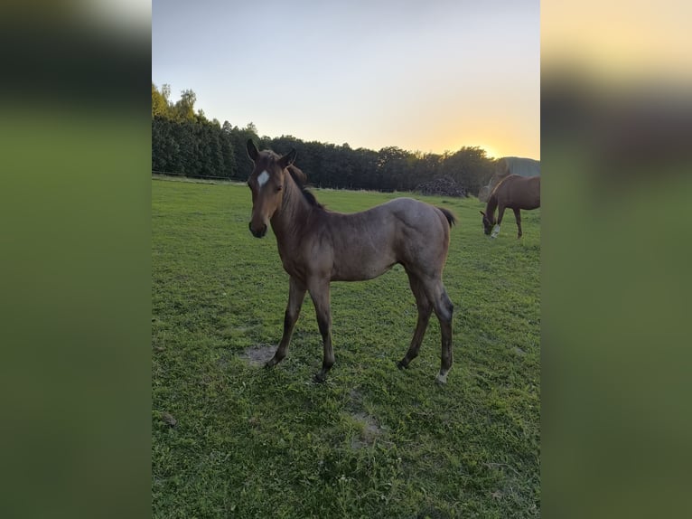 American Quarter Horse Stallion Foal (05/2025) Roan-Bay in Poci&#x119;karb